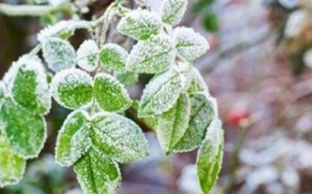 هشدار نارنجی برای کشاورزان ۲۹ استان