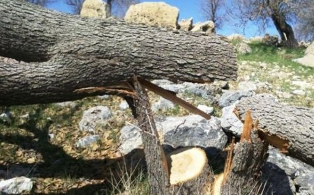 محیط‌بان کازرونی در عملیات حفاظت از بلوط‌ها مجروح شد؛ متخلف همچنان متواری است