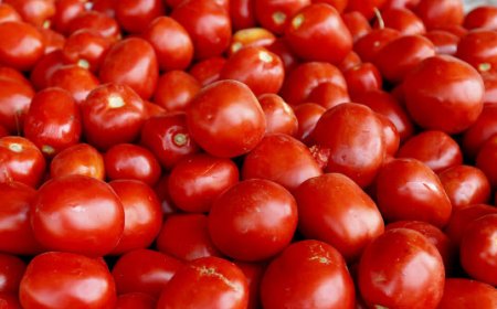 بیش از یک میلیون تن محصولات کشاورزی در بوشهر تولید شد