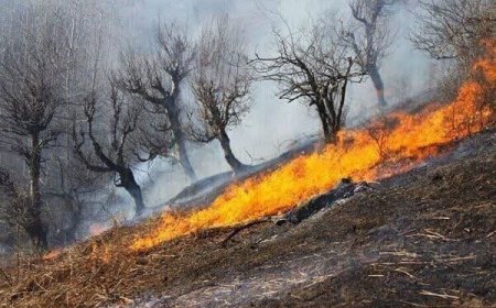 کاهش چشمگیر میزان آتش‌سوزی منابع طبیعی در فارس