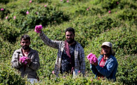میمند فارس؛ عطر گل‌های محمدی، بوی دغدغه‌های بی‌پایان