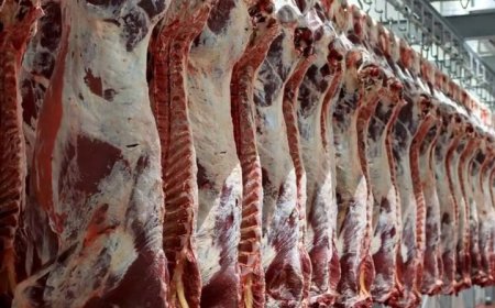 تولید بیش از ۷۱ هزار تن گوشت قرمز در فارس