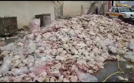 معدوم سازی بیش از ۲۰۰ کیلوگرم مرغ در شوشتر