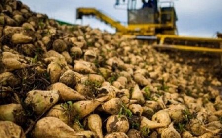 آغاز برداشت ۴۵ هزار تن چغندر قند در شهرستان گچساران