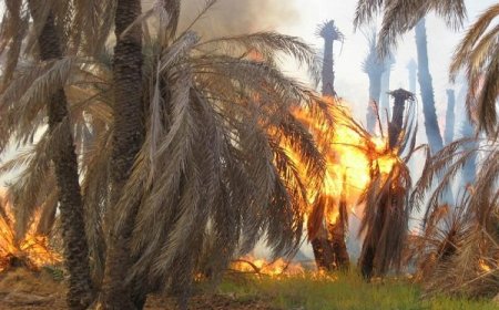 آتش‌سوزی در اروندکنار؛ ۲۰ هزار نهال خرما از بین رفت