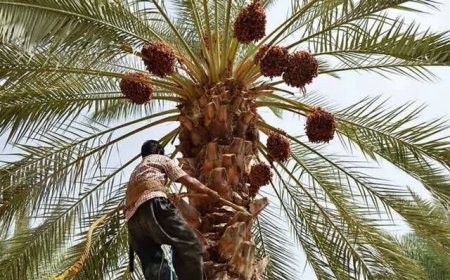 ۳۵۰۰ هکتار از اراضی نخیلات خرمشهر احیا می‌شوند