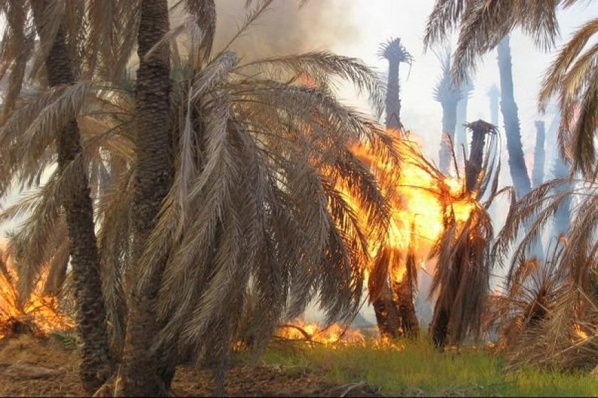آتش‌سوزی در اروندکنار؛ ۲۰ هزار نهال خرما از بین رفت