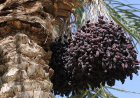 خرما و ۴ محصول باغی دیگر از عوارض صادراتی معاف شدند