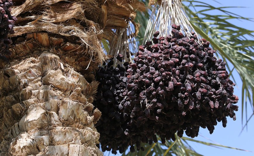 خرما و ۴ محصول باغی دیگر از عوارض صادراتی معاف شدند