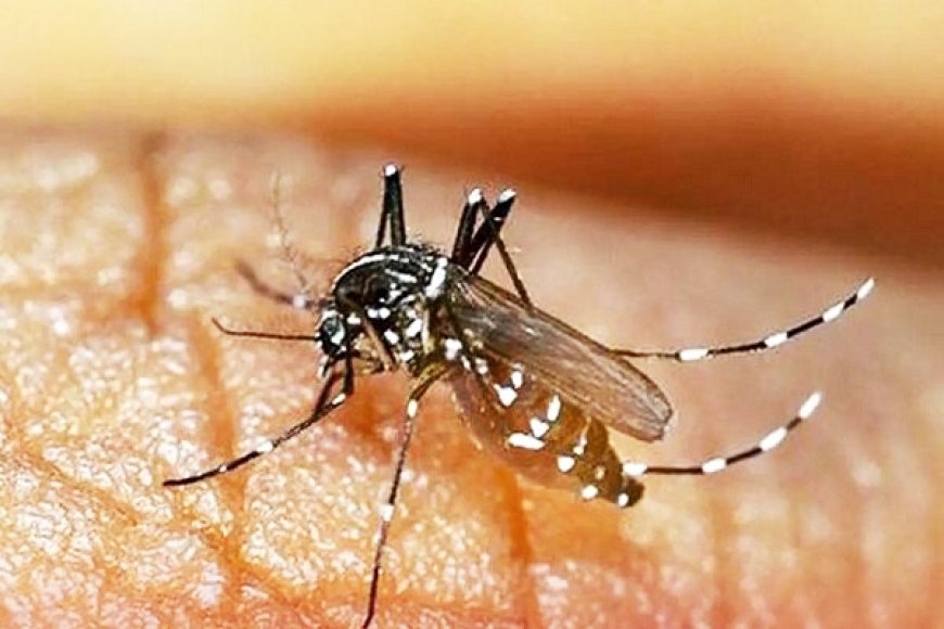 موارد ابتلای تب دنگی در هرمزگان به ۷۰ نفر رسید
