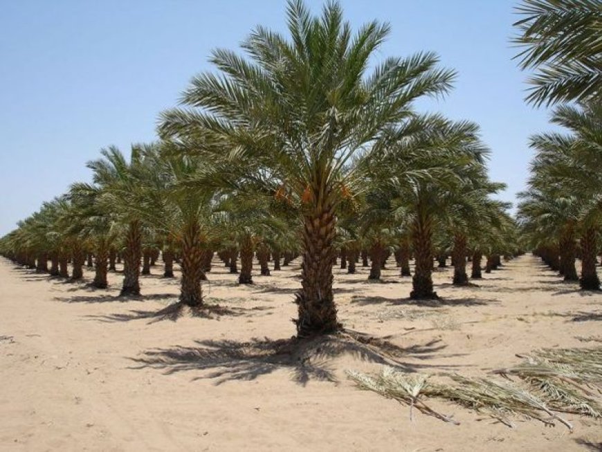 نخل، نماد تاریخ، صبر و استقامت مردم اهواز