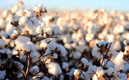آغاز برداشت «طلای سفید» در فارس