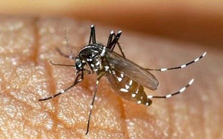 شناسایی ۲۰۵ فرد مبتلا به تب دنگی در هرمزگان