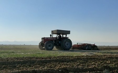 ۱۴ هزار هکتار اراضی استان بوشهر زیر کشت گندم رفت
