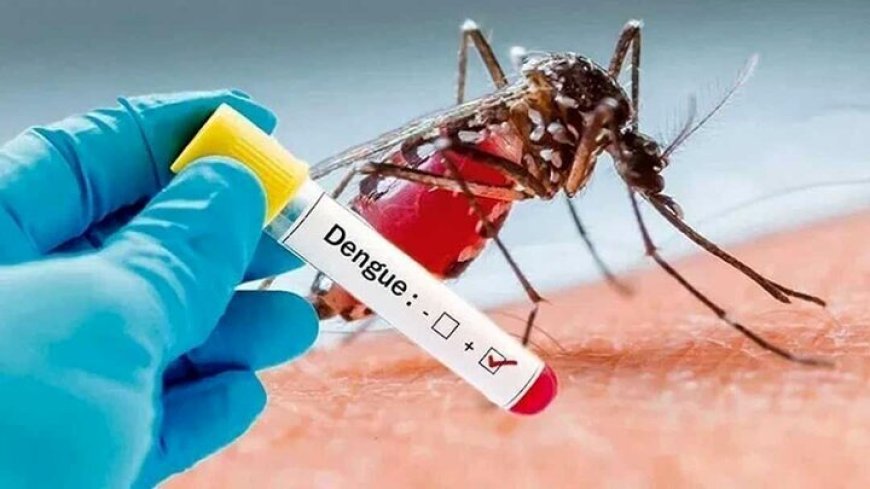 شمار مبتلایان به تب دنگی در هرمزگان به ۱۶۸ نفر رسید