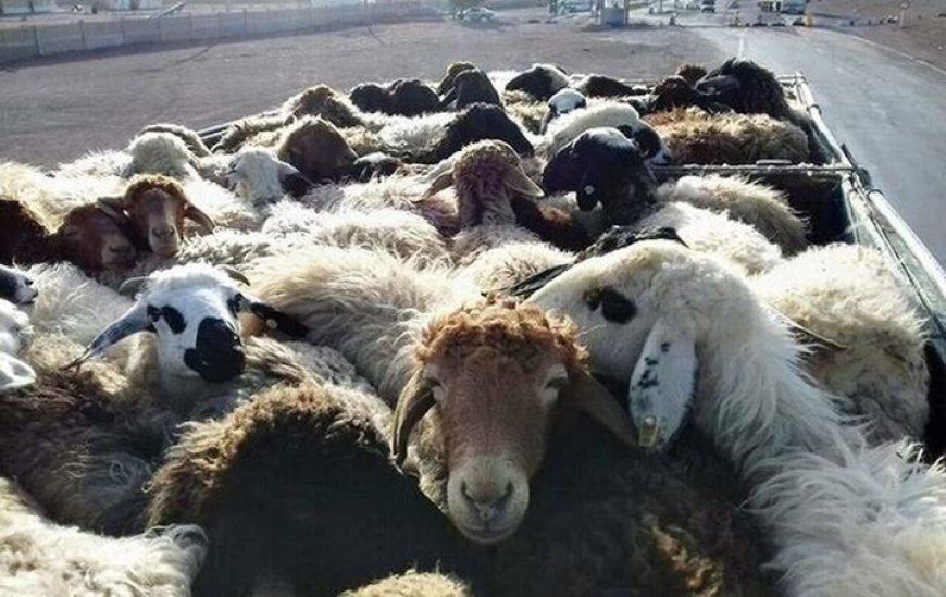 کشف ۱۷ رأس احشام قاچاق در بندرلنگه