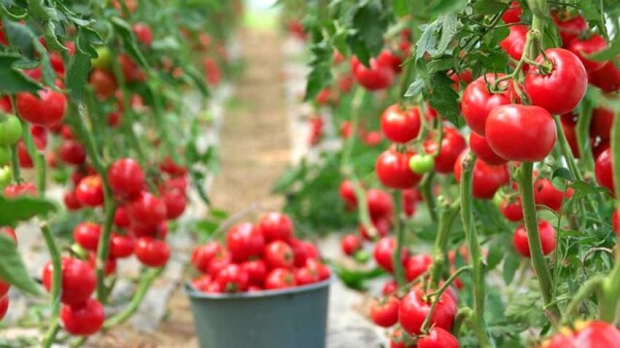 آغاز برداشت گوجه‌فرنگی از ۳۰۰ هکتار مزارع بستک