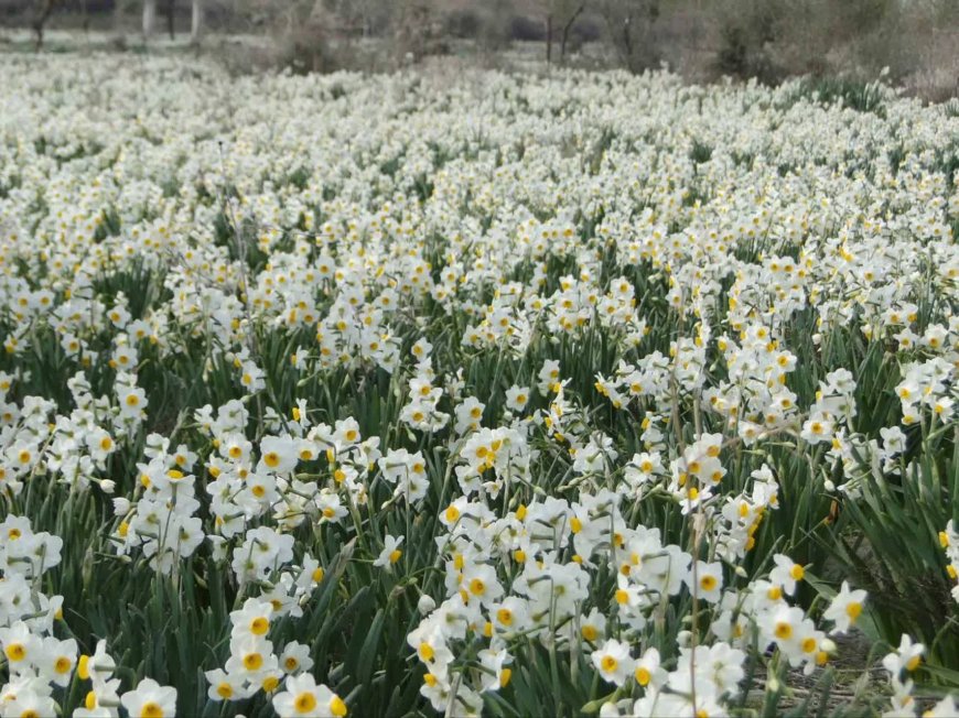 کازرون در آغوش عطر نرگس
