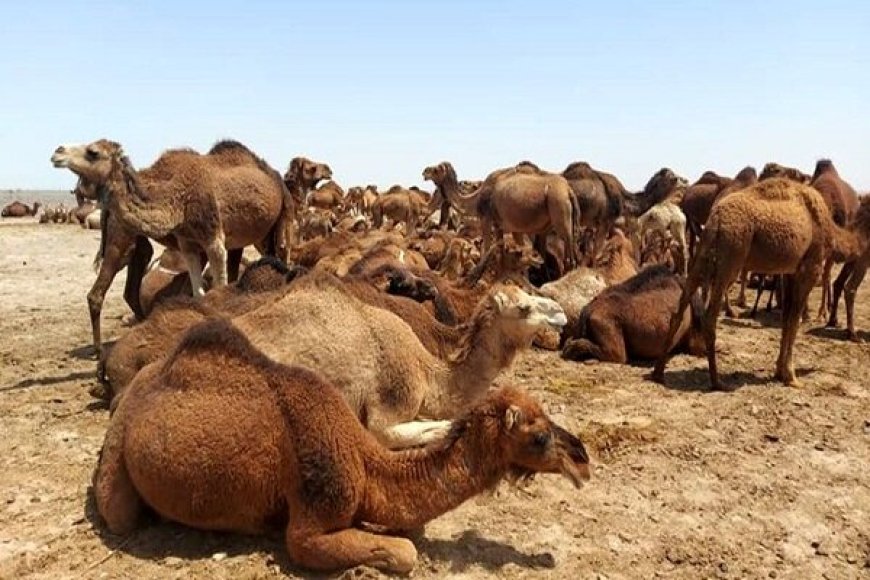 هرمزگان سومین استان پیشروی کشور در شترداری است