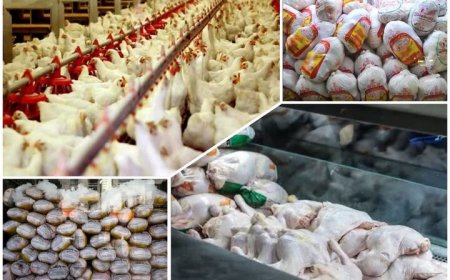مدیریت عرضه، کلید آرامش بازار مرغ در فارس است