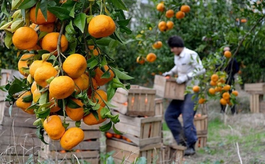 دزفول، قطب تولید مرکبات سالم