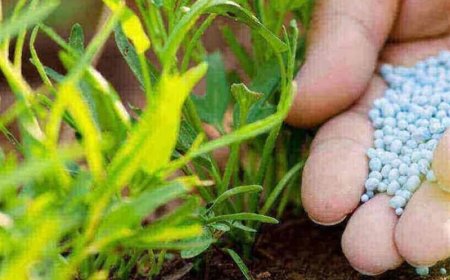 تداوم توزیع کود‌های یارانه‌ای کشاورزی در فارس