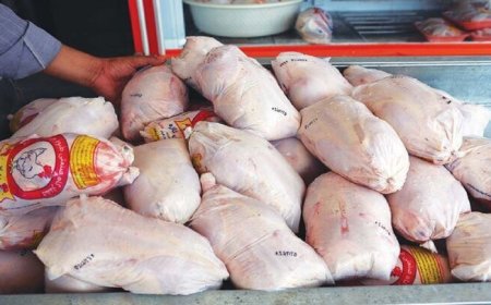 توزیع بیش از ۳۰۰ تن گوشت مرغ گرم و منجمد در هرمزگان