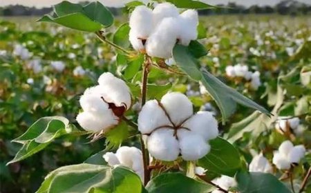 طلوع دوباره «طلای سفید» در فارس؛ امید و رونق با کاشت پنبه در ۲ هزار هکتار از اراضی فسا