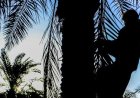 پیش‌بینی برداشت ۱۵۰۰ تن خرما از نخیلات دزفول