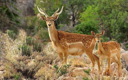 گوزن زرد ایرانی در مسیر احیا؛ ۸ استان کشور در شیراز گردهم آمدند