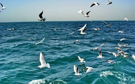 سواحل استان بوشهر از جمعه متلاطم می‌شود