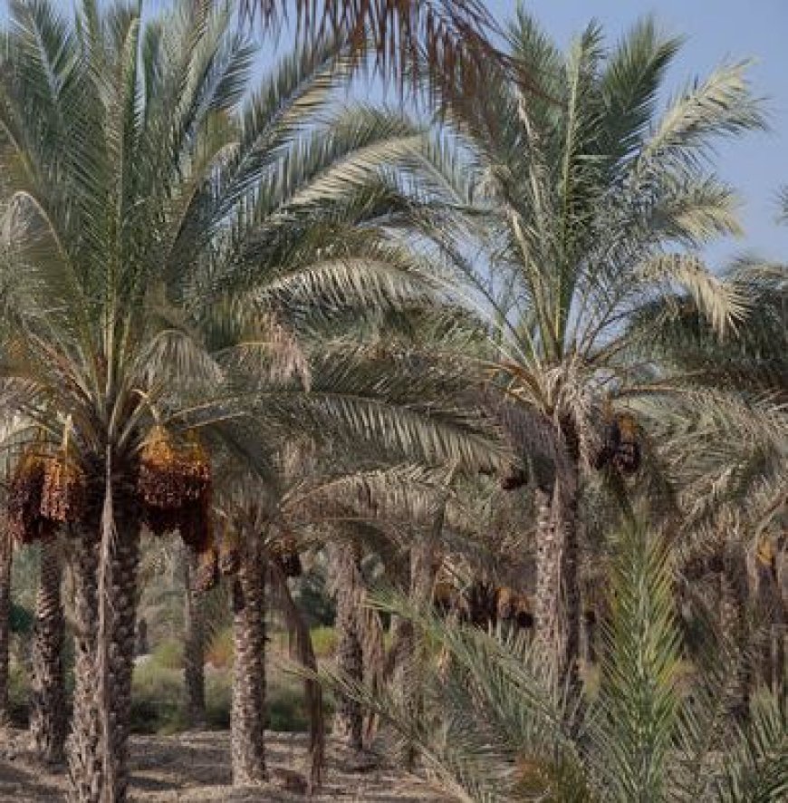 ارزیابی خسارت خشکیدگی خوشه خرما در نخلستان‌های آبادان آغاز شد