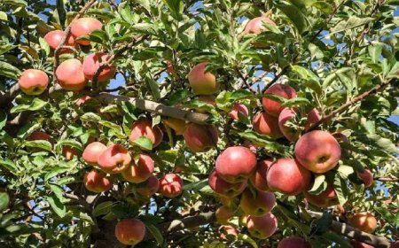 سیب روی دست باغداران کهگیلویه و بویراحمد؛ تولید ۱۳۰ هزار تن، خرید فقط ۱۰ هزار تن