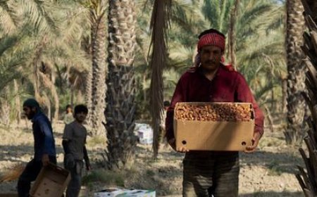 «شادگان» از پایتخت خرما تا قطب گردشگری؛ نقشه راه احیای تالاب