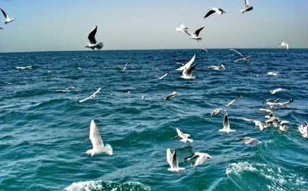 احتمال ناپایداری‌های جوی تا پایان هفته در بوشهر