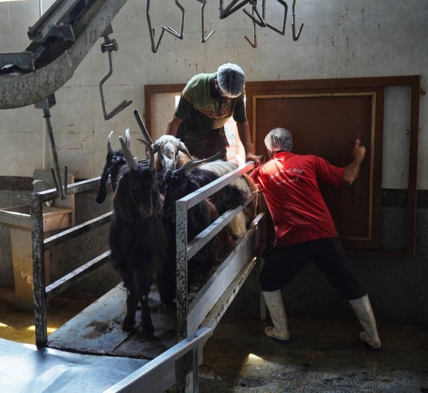 ۴ هزار پروانه بهداشتی برای واحدهای دامی و تولیدی بوشهر صادر شد